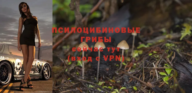 Псилоцибиновые грибы Psilocybe  MEGA ССЫЛКА  Углегорск 